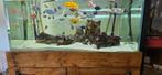 aquarium met malawi (ook zonder vissen te koop), Dieren en Toebehoren, Ophalen, Zo goed als nieuw