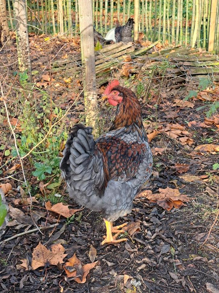 Barnevelder haan raszuiver blauw dubbelgezoomd, Dieren en Toebehoren, Pluimvee, Kip, Mannelijk