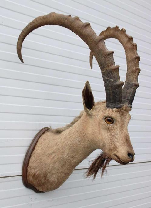 Opgezette kop  NUBISCHE STEENBOK (Capra nubiana) - ref. A, Verzamelen, Dierenverzamelingen, Gebruikt, Opgezet dier, Wild dier