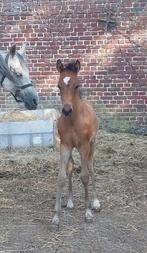 Quarab hengstenveulen, Dieren en Toebehoren, Paarden