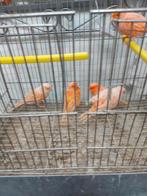 Kanaries, Dieren en Toebehoren, Mannelijk, Kleurkanarie