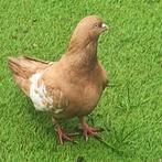 Duiven, Dieren en Toebehoren, Pluimvee