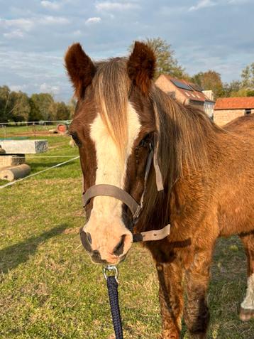 Lieve pony zoekt verzorger/verzorgster beschikbaar voor biedingen