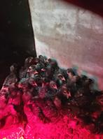 Kuikens Mechelse koekoek, Dieren en Toebehoren, Pluimvee