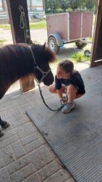 Super lieve shetland pony, Dieren en Toebehoren, Ruin, Met stamboom