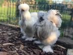 Zijdehoen hanen gratis, Dieren en Toebehoren, Pluimvee