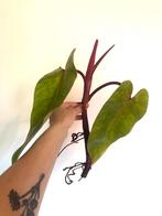 Philodendron painted lady xl kopstek, Ombre partielle, Plante verte, Enlèvement ou Envoi, Moins de 100 cm