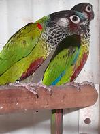 Pyrrhura PICTA PICTA kweekkoppel en 1 losse Pop, Dieren en Toebehoren, Geringd