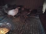 Chinese Dwergkwartels Haantjes, Dieren en Toebehoren