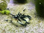 Blue dream garnalen (neocaridina), Dieren en Toebehoren, Kreeft, Krab of Garnaal, Zoetwatervis, Schoolvis