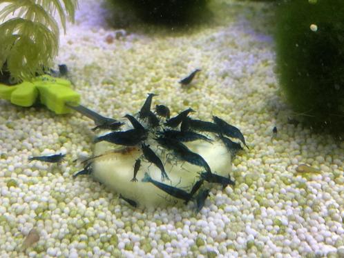 Blue dream garnalen (neocaridina), Dieren en Toebehoren, Vissen | Aquariumvissen, Zoetwatervis, Kreeft, Krab of Garnaal, Schoolvis