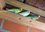 Jonge grasparkieten, verschillende kleuren., Dieren en Toebehoren, Vogels | Parkieten en Papegaaien