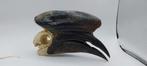 Zwarte helm Hornbill, Ophalen of Verzenden, Zo goed als nieuw, Schedel