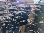 Nakweek Guppy's.