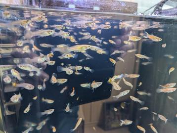 Nakweek Guppy's. beschikbaar voor biedingen