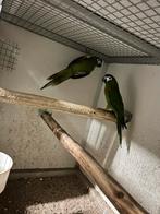 Brr koppel nobilis ara’s en 0-2 zwartkop caiques 23/24, Dieren en Toebehoren, Meerdere dieren, Papegaai, Geringd
