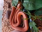 Scaleless korenslang, Dieren en Toebehoren, Slang, Tam, 3 tot 6 jaar