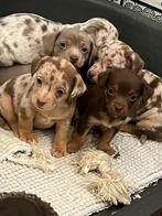Jack russel  puppy’s choco tan/lavender tan/merle, 8 à 15 semaines, Plusieurs, Éleveur | Loisir, Parvovirose