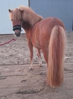 Kindvriendelijke en lieve shetlander, Dieren en Toebehoren, Pony's, Ruin, Zadelmak
