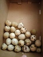Kwartel eieren, Dieren en Toebehoren, Pluimvee