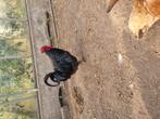 Haan Australorp, Dieren en Toebehoren, Pluimvee