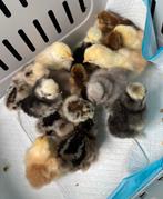 Kuikens, Dieren en Toebehoren, Pluimvee, Geslacht onbekend, Kip