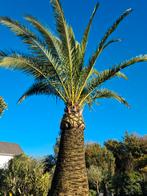 Phoenix Canariensis - dadelpalm, Enlèvement