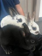 Super lieve dwergkonijntjes, Dieren en Toebehoren, Konijnen