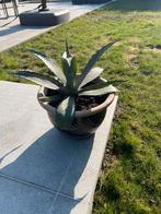 Agave in fraaie stenen pot / 2 x agave plant, Tuin en Terras, Ophalen