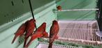 zoek agaat zwart rood, Dieren en Toebehoren, Vogels | Overige Vogels