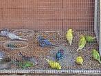 Grasparkieten, Meerdere dieren, Parkiet