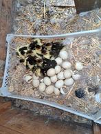 Eende, Dieren en Toebehoren, Pluimvee