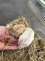 Laatste merle mandarijn en mandarijn man hamsters, Dieren en Toebehoren, Hamster, Juni, Mannelijk, Tam