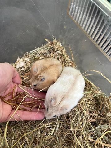 Laatste merle mandarijn en mandarijn man hamsters beschikbaar voor biedingen