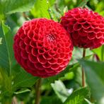 1 gele dahlia en 4 rode pompondahlia knollen, Tuin en Terras, Bloembollen en Zaden, Knol, Ophalen of Verzenden, Voorjaar, Volle zon