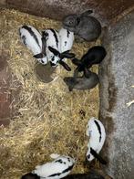 Jonge vlinderkonijnen 10 weken, Meerdere dieren, Groot, 0 tot 2 jaar
