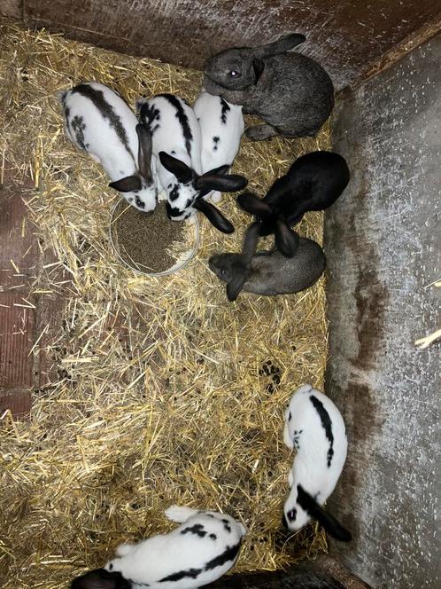 Jonge vlinderkonijnen 10 weken, Dieren en Toebehoren, Konijnen, Groot, Meerdere dieren, 0 tot 2 jaar