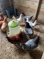 Legkippen te koop, Femelle, Poule ou poulet