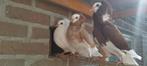 Kapucijnduiven, Meerdere dieren, Overige soorten