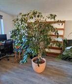 Grote ficus kamerplant 190cm hoog, Huis en Inrichting, Kamerplanten, Ophalen, Ficus