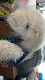 Samson, Ophalen, Hond