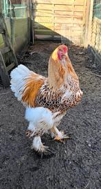 Brahma haan goudwit, Dieren en Toebehoren