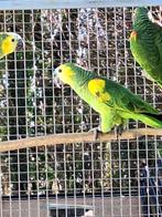 Bahia amazones, Dieren en Toebehoren, Vogels | Parkieten en Papegaaien, Meerdere dieren, Papegaai, Geringd