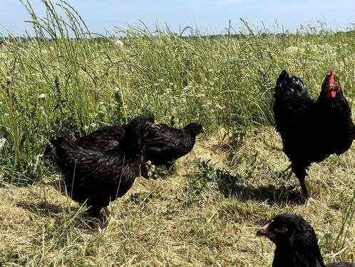 Jonge tamme Barnevelder kippen hennen gesekst en ingeënt, Animaux & Accessoires, Volatiles, Poule ou poulet, Femelle