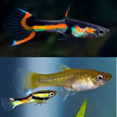 Meerdere groepjes van 15 halfwas endlers (mix man/vrouw), Dieren en Toebehoren, Vissen | Aquariumvissen, Zoetwatervis, Vis