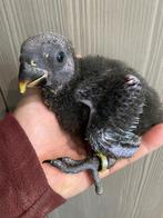 ️️️️️❤️️ Tamme baby edelpapegaai pop van 4,5 weken oud, Dieren en Toebehoren, Vogels | Parkieten en Papegaaien, Vrouwelijk, Papegaai