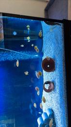 malawi cichliden, Dieren en Toebehoren, Vissen | Aquariumvissen