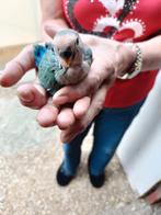 Agapornis roseicolli, Dieren en Toebehoren, Vogels | Parkieten en Papegaaien, Geslacht onbekend, Dwergpapegaai of Agapornis, Geringd