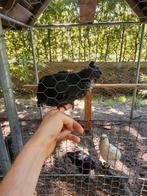 4 haantjes, 3wit1zwart gahmong/ayam cemani, Dieren en Toebehoren, Pluimvee, Mannelijk, Kip