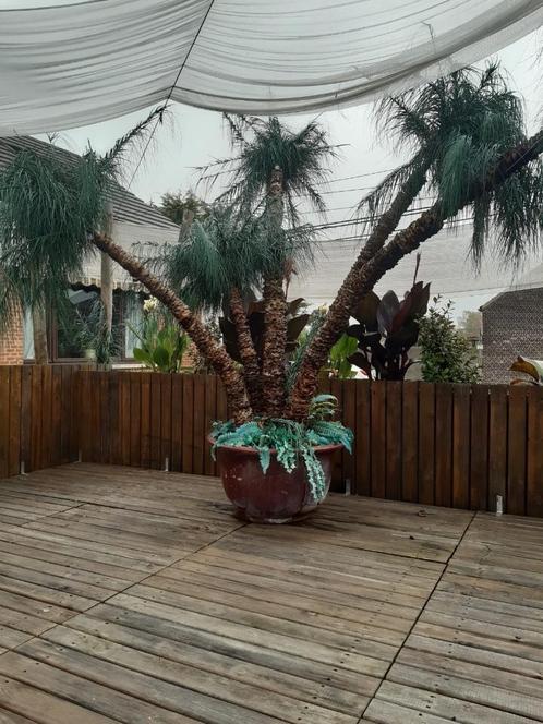 De palm boom, Tuin en Terras, Overige Tuin en Terras, Gebruikt, Ophalen